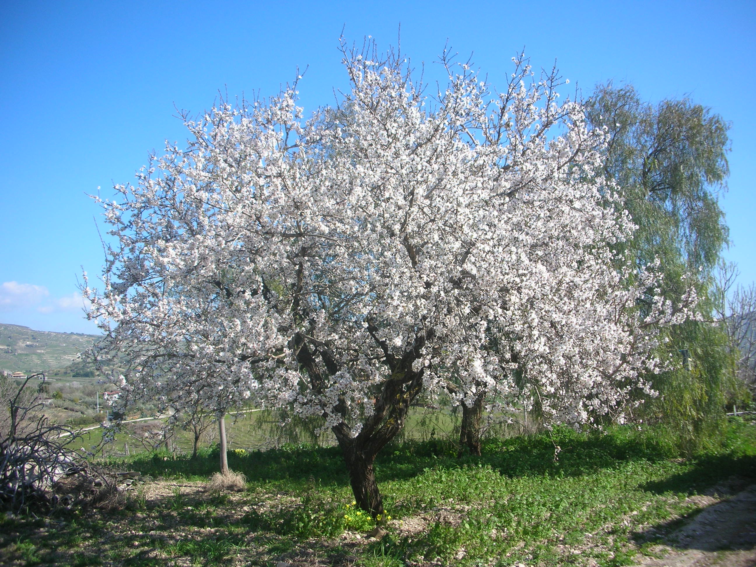 Mandorla Amara Siciliana