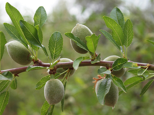 Sicilian Shelled Almonds