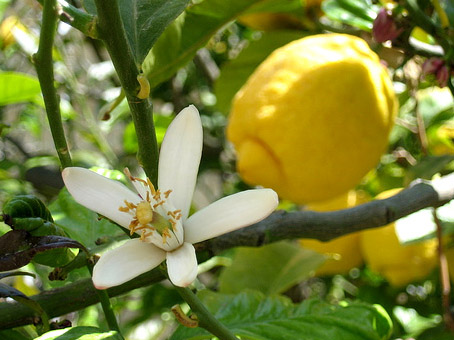 Miele al Limone 