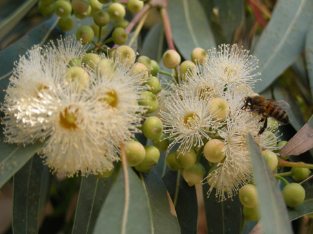 Miele di Sicilia Eucaliptus