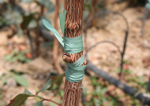 Female Pistachio tree