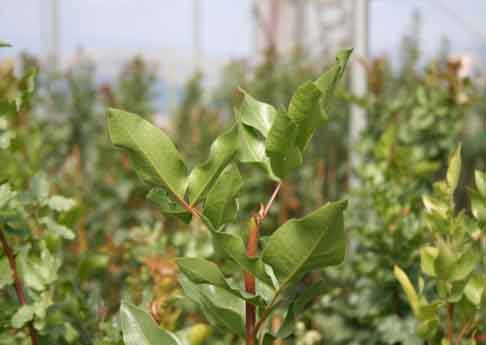 Female Pistachio tree