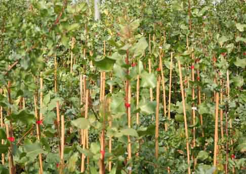 Pianta pistacchio Femmina