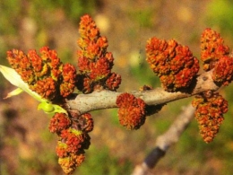 Male pistachio tree